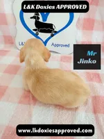 Mr Jinko , a male Miniature Dachshund for sale in Arapahoe, CO – 1 of 10