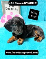 Miss Siri 785-821-1920, a female Miniature Dachshund for sale in Arapahoe, CO – 4 of 10