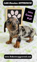 Miss Cream Puff 785-821-1920, a female Miniature Dachshund for sale in Arapahoe, CO – 2 of 10