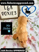 Mr Jinko SH , a male Miniature Dachshund for sale in Arapahoe, CO – 3 of 10