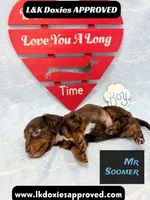 Mr Soomer LH 785-821-1920, a male Miniature Dachshund for sale in Arapahoe, CO – 6 of 10