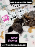 Miss Twinkie, a female Miniature Dachshund for sale in Arapahoe, CO – 4 of 10