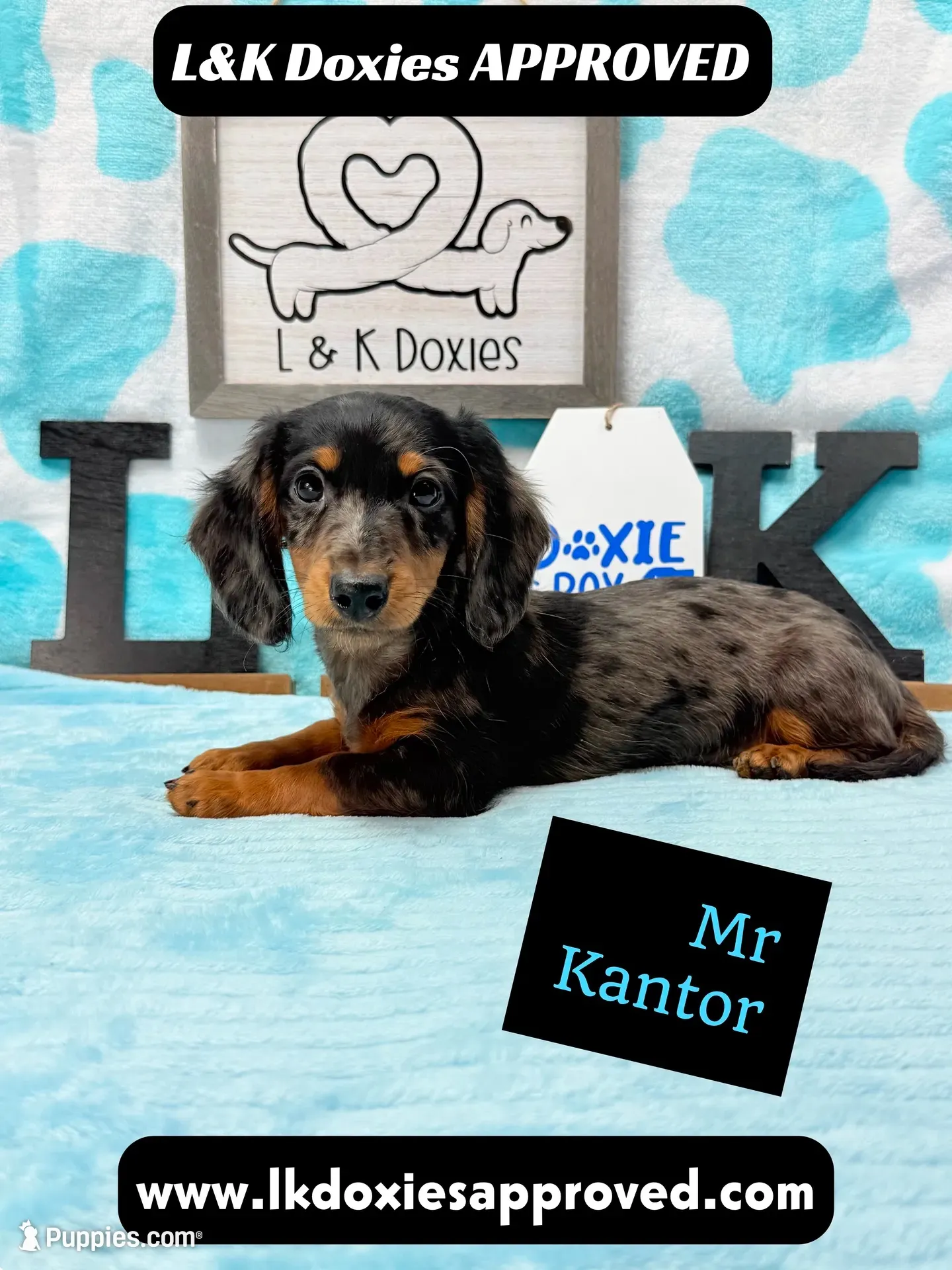 Mr Kantor 785-821-1920, a male Miniature Dachshund for sale in Arapahoe, CO – 3 of 10