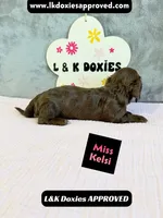 Miss Kelsi 785-821-1920, a female Miniature Dachshund for sale in Arapahoe, CO – 9 of 10
