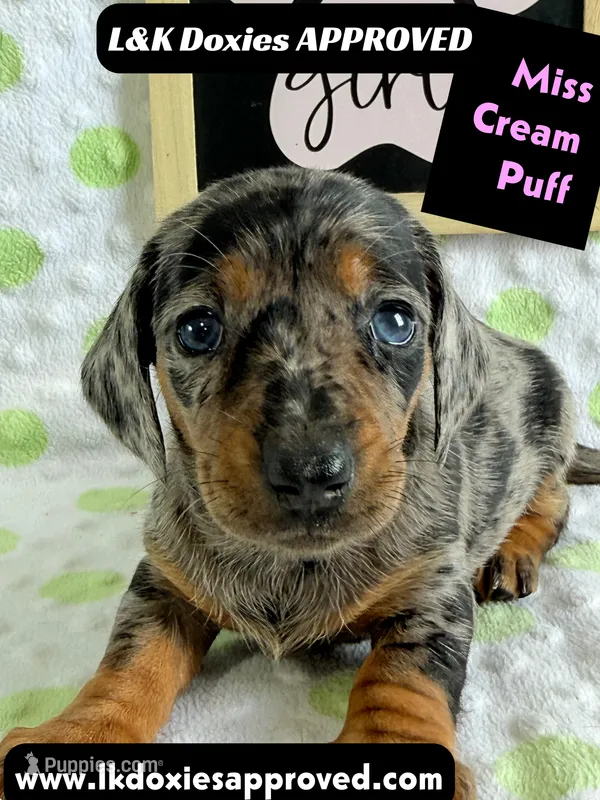 Miss Cream Puff 785-821-1920 – Miniature Dachshund puppy for sale in Arapahoe, CO