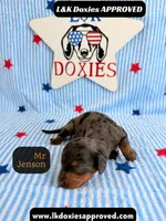 Mr Jenson, a male Miniature Dachshund for sale in Arapahoe, CO – 2 of 10