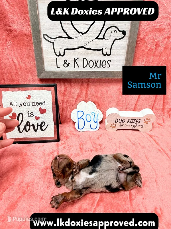 Mr Samson – Miniature Dachshund puppy for sale in Arapahoe, CO