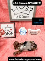 Mr Samson, a male Miniature Dachshund for sale in Arapahoe, CO – 1 of 10