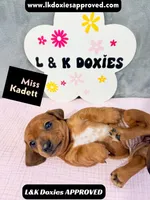 Miss Kadett 785-821-1920, a female Miniature Dachshund for sale in Arapahoe, CO – 6 of 10