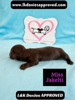 Miss Jakelti ❤️, a female Miniature Dachshund for sale in Arapahoe, CO – 9 of 10