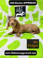 Mr Fidget, a male Miniature Dachshund for sale in Arapahoe, CO – 4 of 10