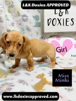 Miss Minki, a female Miniature Dachshund for sale in Arapahoe, CO – 5 of 10