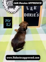 Mr Ej NO MEREL GENE SH, a male Miniature Dachshund for sale in Arapahoe, CO – 5 of 10