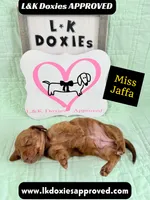 Miss Jaffa 785-821-1920 SH, a female Miniature Dachshund for sale in Arapahoe, CO – 6 of 10