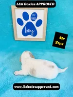 Mr Styx 785-821-1920 LH, a male Miniature Dachshund for sale in Arapahoe, CO – 8 of 10