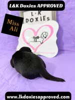 Miss Ali 785-821-1920, a female Miniature Dachshund for sale in Arapahoe, CO – 9 of 10