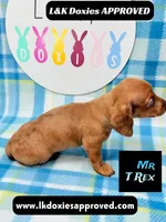 Mr T Rex, a male Miniature Dachshund for sale in Arapahoe, CO – 6 of 10