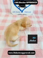 Mr Jinko , a male Miniature Dachshund for sale in Arapahoe, CO – 10 of 10