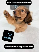 Mr Roni 785-821-1920, a male Miniature Dachshund for sale in Arapahoe, CO – 9 of 10