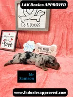 Mr Samson, a male Miniature Dachshund for sale in Arapahoe, CO – 4 of 10