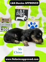Mr Chino LH , a male Miniature Dachshund for sale in Arapahoe, CO – 10 of 10
