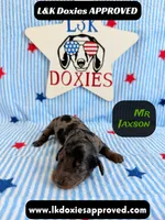 Mr Jaxson, a male Miniature Dachshund for sale in Arapahoe, CO – 3 of 10