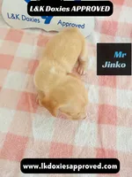 Mr Jinko , a male Miniature Dachshund for sale in Arapahoe, CO – 2 of 10