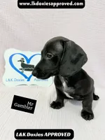 Mr Gambler SH ❤️, a male Miniature Dachshund for sale in Arapahoe, CO – 5 of 10