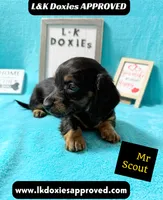 Mr Scout 785-821-1920, a male Miniature Dachshund for sale in Arapahoe, CO – 8 of 10