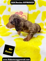 Mr Kona LH  785-821-1920, a female Miniature Dachshund for sale in Arapahoe, CO – 2 of 10