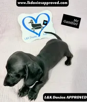 Mr Gambler SH ❤️, a male Miniature Dachshund for sale in Arapahoe, CO – 6 of 10