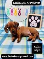 Miss Toga , a female Miniature Dachshund for sale in Arapahoe, CO – 10 of 10