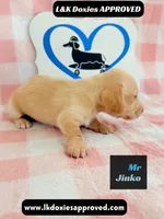 Mr Jinko , a male Miniature Dachshund for sale in Arapahoe, CO – 6 of 10