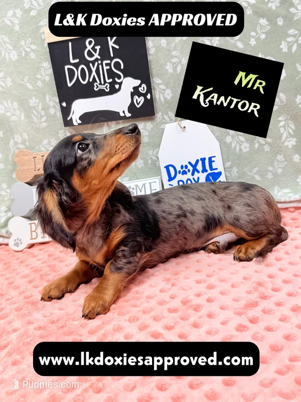 Mr Kantor 785-821-1920 – Miniature Dachshund puppy for sale in Arapahoe, CO