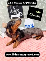 Mr Kantor 785-821-1920, a male Miniature Dachshund for sale in Arapahoe, CO – 1 of 10