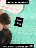 Miss Siri 785-821-1920, a female Miniature Dachshund for sale in Arapahoe, CO – 8 of 10