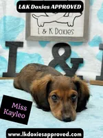 Miss Kayleo, a female Miniature Dachshund for sale in Arapahoe, CO – 7 of 10