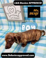 Mr Benji Brindle 💙, a male Miniature Dachshund for sale in Arapahoe, CO – 4 of 10