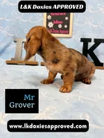 Mr Grover Dapple 💙, a male Miniature Dachshund for sale in Arapahoe, CO – 8 of 10