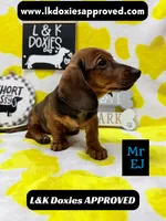 Mr Ej NO MEREL GENE SH, a male Miniature Dachshund for sale in Arapahoe, CO – 2 of 10