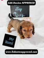 Mr Roni 785-821-1920, a male Miniature Dachshund for sale in Arapahoe, CO – 1 of 10