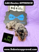 Mr AJay 785-821-1920, a male Miniature Dachshund for sale in Arapahoe, CO – 4 of 10