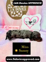 Miss Sunny ☀️ Dapple, a female Miniature Dachshund for sale in Arapahoe, CO – 8 of 10