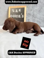 Mr. Kip 785-821-1920 SH, a male Miniature Dachshund for sale in Arapahoe, CO – 2 of 10