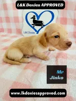 Mr Jinko , a male Miniature Dachshund for sale in Arapahoe, CO – 4 of 10