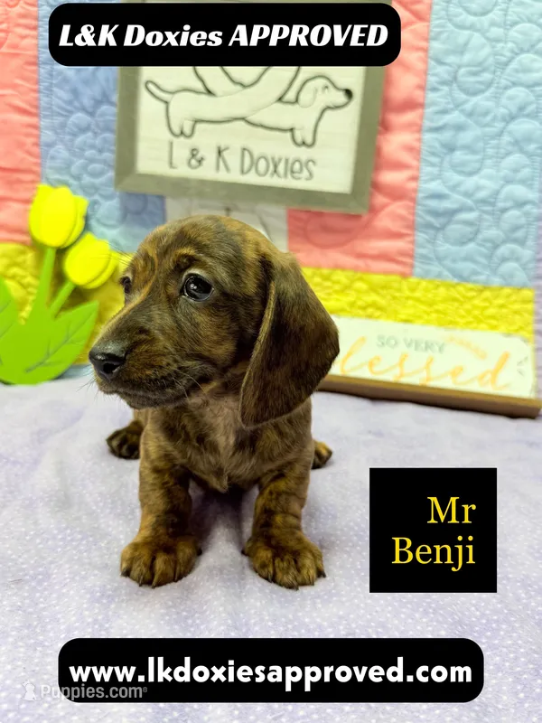 Mr Benji Brindle 💙 – Miniature Dachshund puppy for sale in Arapahoe, CO