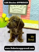 Mr Benji Brindle 💙, a male Miniature Dachshund for sale in Arapahoe, CO – 1 of 9