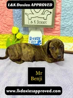 Mr Benji Brindle 💙, a male Miniature Dachshund for sale in Arapahoe, CO – 6 of 9