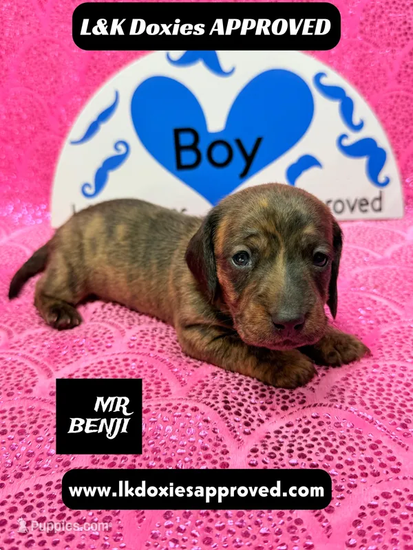 Mr Benji Brindle – Miniature Dachshund puppy for sale in Arapahoe, CO