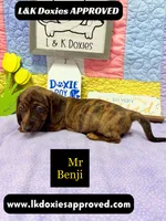 Mr Benji Brindle 💙, a male Miniature Dachshund for sale in Arapahoe, CO – 8 of 9